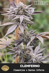 Clemferno Feminized Cannabis Seeds - Seedlys