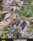 Clemferno Feminized Cannabis Seeds - Seedlys