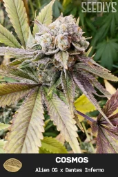 Cosmos Feminized Cannabis Seeds - Seedlys