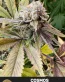 Cosmos Feminized Cannabis Seeds - Seedlys