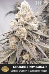 Crushberry Sugar Feminized Seeds - Seedlys