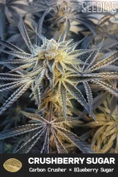 Crushberry Sugar Feminized Seeds - Seedlys