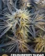 Crushberry Sugar Feminized Seeds - Seedlys