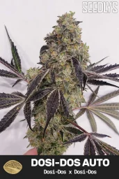 Dosi-Dos Autoflower Cannabis Seeds - Seedlys