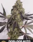 Dosi-Dos Autoflower Cannabis Seeds - Seedlys