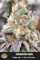 Dragon Gas Feminized Cannabis Seeds - Seedlys