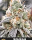 Dragon Gas Feminized Cannabis Seeds - Seedlys