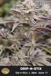 Drip-N-Stix Feminized Cannabis Seeds - Seedlys