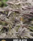 Drip-N-Stix Feminized Cannabis Seeds - Seedlys