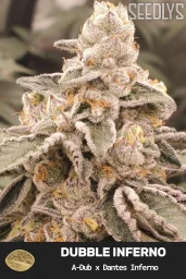Dubble Inferno Feminized Cannabis Seeds - Seedlys