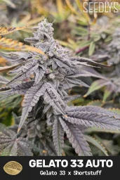 Gelato 33 Autoflower Cannabis Seeds