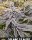 Gelato 33 Autoflower Cannabis Seeds