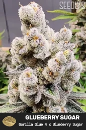 Glueberry Sugar Feminized Cannabis Seeds
