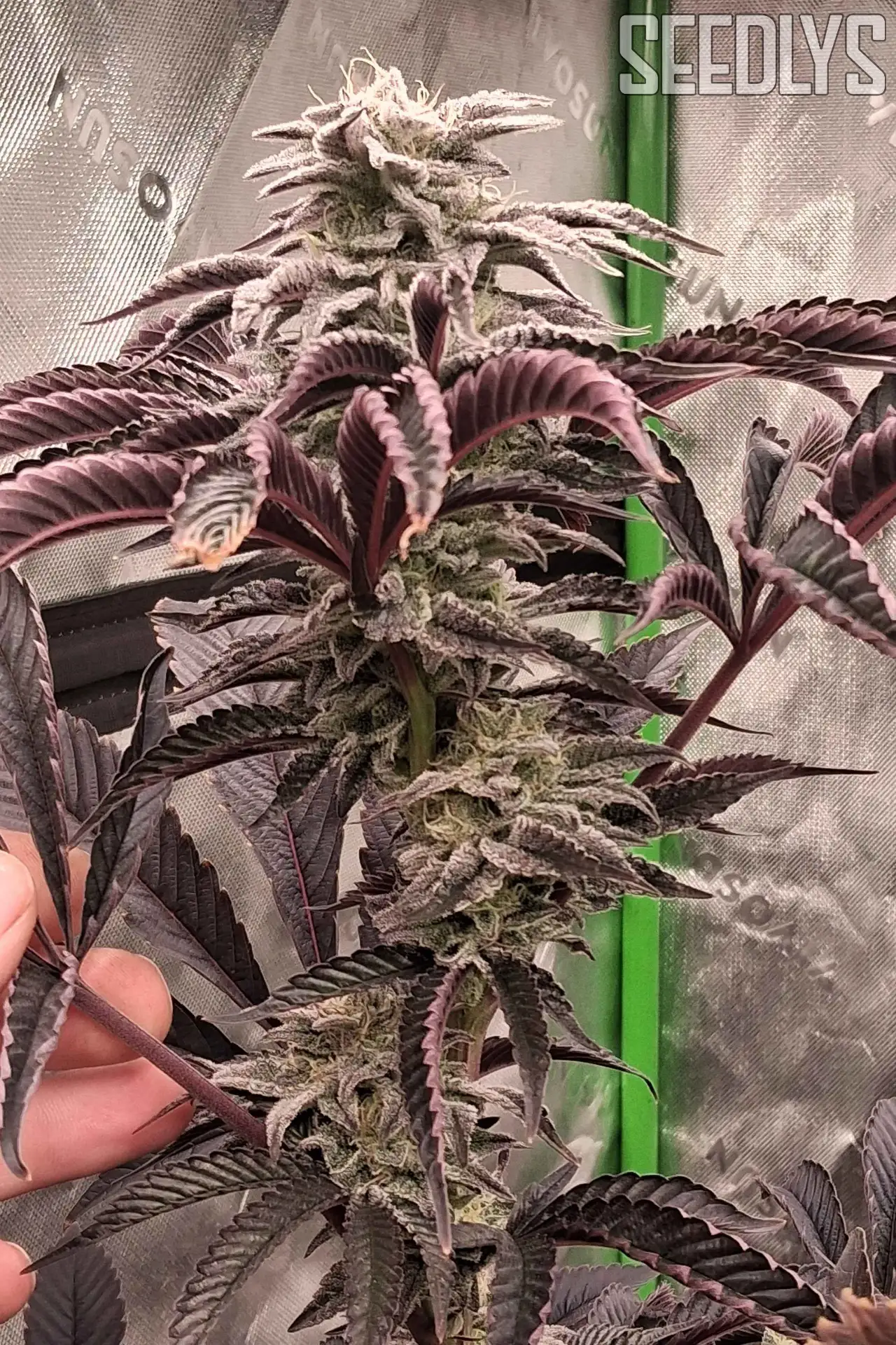 Glueberry Sugar Feminized Seeds - Gorilla Glue #4 × Blueberry Sugar