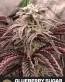 Glueberry Sugar Feminized Seeds - Gorilla Glue #4 × Blueberry Sugar