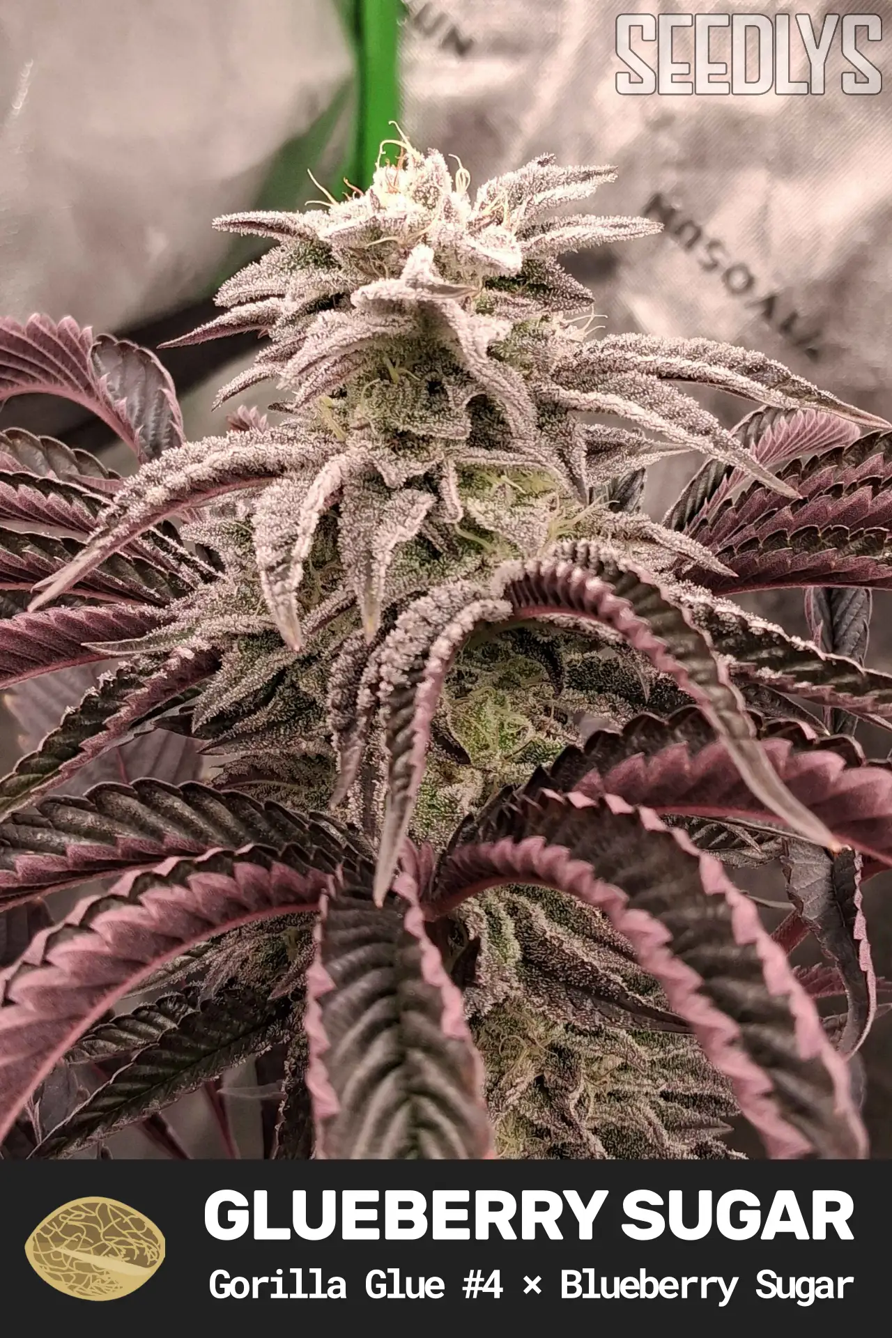 Glueberry Sugar Feminized Seeds - Gorilla Glue #4 × Blueberry Sugar Glueberry Sugar Feminized Seeds - Gorilla Glue #4 × Blueberry Sugar