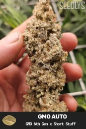 GMO Autoflower Cannabis Seeds - Seedlys