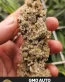 GMO Autoflower Cannabis Seeds - Seedlys