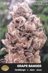 Grape Banger Feminized Cannabis Seeds