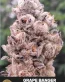 Grape Banger Feminized Cannabis Seeds