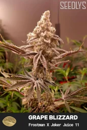 Grape Blizzard Feminized Cannabis Seeds - Seedlys