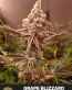 Grape Blizzard Feminized Cannabis Seeds - Seedlys