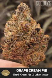 Grape Cream Pie Feminized Cannabis Seeds - Seedlys