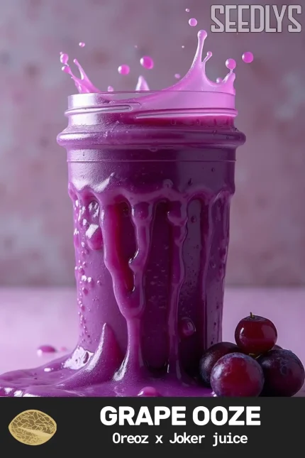 Grape Ooze Feminized Cannabis Seeds - Seedlys Feminized Seed Bank