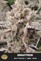 Gravitron Feminized Cannabis Seeds - Seedlys