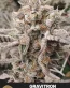 Gravitron Feminized Cannabis Seeds - Seedlys