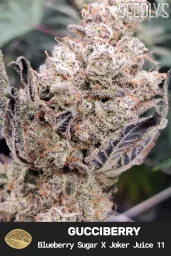 Gucciberry Feminized Cannabis Seeds - Seedlys