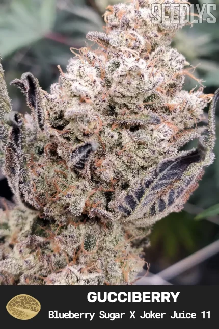 Gucciberry Feminized Cannabis Seeds - Seedlys