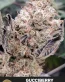 Gucciberry Feminized Cannabis Seeds - Seedlys