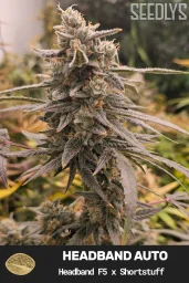 Headband F5 Autoflower Cannabis Seeds - Seedlys