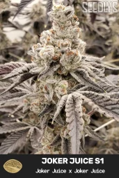 Joker Juice S1 Feminized Cannabis Seeds- Seedlys