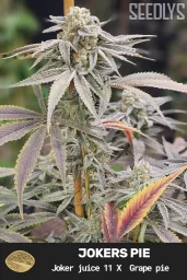 Jokers Pie Feminized Cannabis Seeds - Seedlys