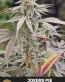 Jokers Pie Feminized Cannabis Seeds - Seedlys