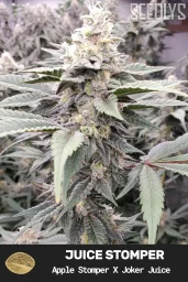 Juice Stomper Feminized Seeds - Seedlys