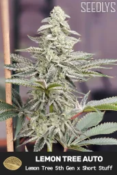 Lemon Tree Autoflower Cannabis Seeds - Seedlys