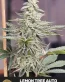 Lemon Tree Autoflower Cannabis Seeds - Seedlys