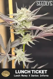 Lunch Ticker Feminized Cannabis Seeds - Seedlys