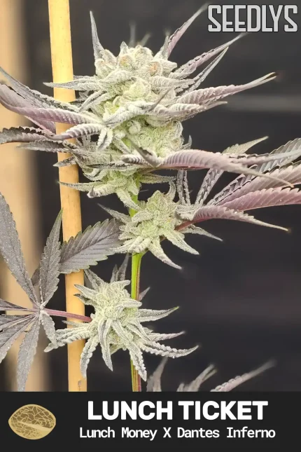 Lunch Ticker Feminized Cannabis Seeds - Seedlys