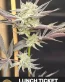 Lunch Ticker Feminized Cannabis Seeds - Seedlys