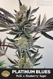 Platinum Blues Feminized Cannabis Seeds