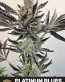 Platinum Blues Feminized Cannabis Seeds
