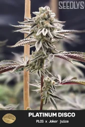 Platinum Disco Feminized Cannabis Seeds - Seedlys