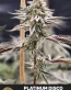 Platinum Disco Feminized Cannabis Seeds - Seedlys