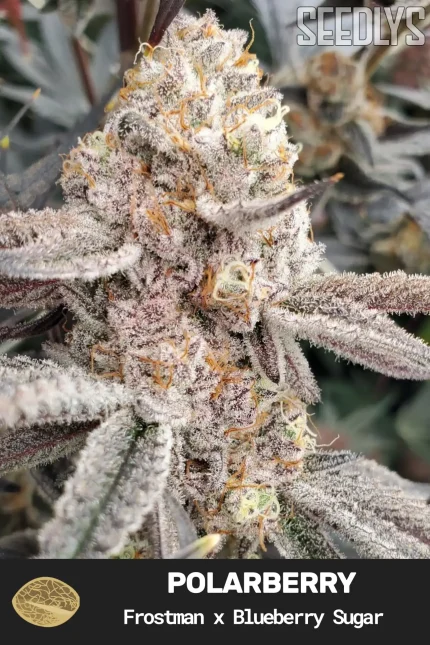Polarberry Feminized Cannabis Seeds - Seedlys