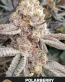 Polarberry Feminized Cannabis Seeds - Seedlys