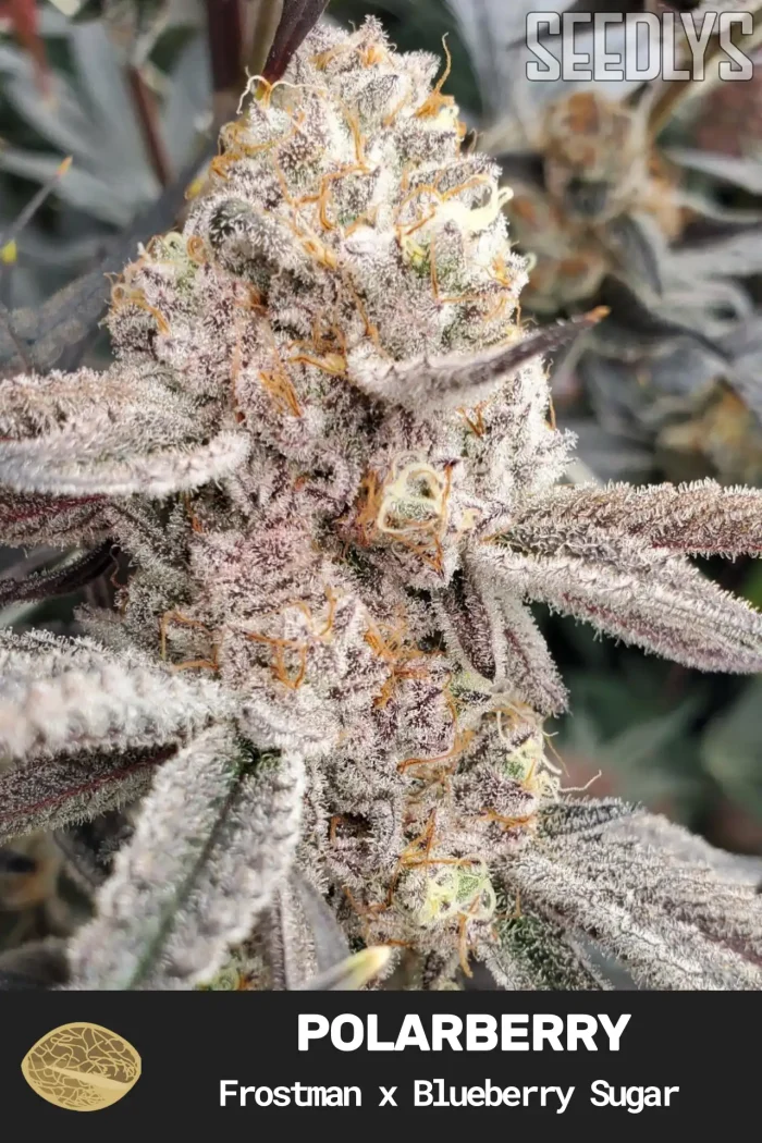 Polarberry Feminized Cannabis Seeds - Seedlys